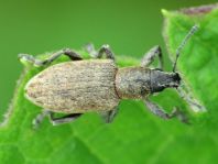 Tanymecus palliatus