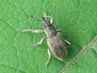 Tanymecus palliatus