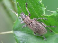 Tanymecus palliatus