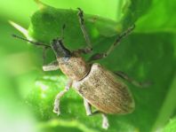 Tanymecus palliatus