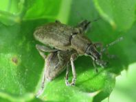 Tanymecus palliatus