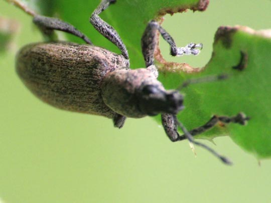 Tanymecus palliatus