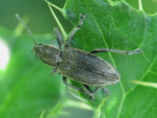 Tanymecus palliatus