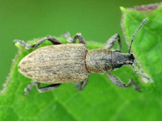 Tanymecus palliatus
