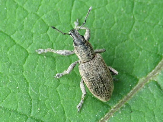 Tanymecus palliatus