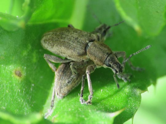 Tanymecus palliatus
