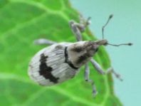 Tapinotus sellatus