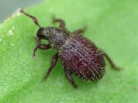 Trachyphloeus aristatus