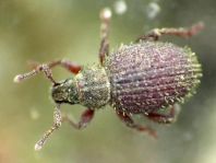 Trachyphloeus aristatus