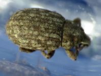 Trachyphloeus bifoveolatus