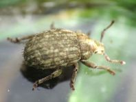 Trachyphloeus bifoveolatus