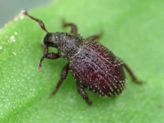 Trachyphloeus aristatus