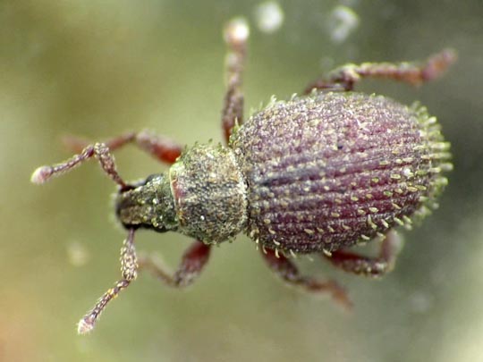 Trachyphloeus aristatus
