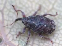 Trichosirocalus troglodytes
