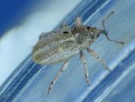 Tychius sp.