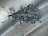 Rüsselkäfer, Curculionidae