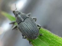 Rüsselkäfer, Curculionidae