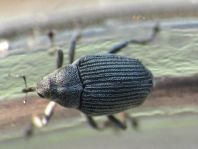 Rüsselkäfer, Curculionidae