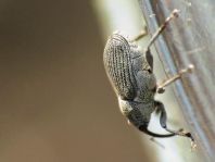 Rüsselkäfer, Curculionidae