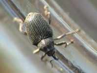 Rüsselkäfer, Curculionidae