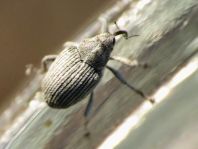 Rüsselkäfer, Curculionidae