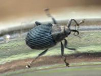 Rüsselkäfer, Curculionidae