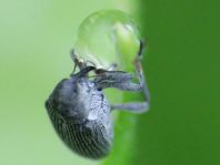 Rüsselkäfer, Curculionidae