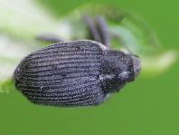 Rüsselkäfer, Curculionidae