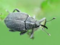 Rüsselkäfer, Curculionidae