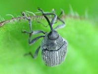 Rüsselkäfer, Curculionidae