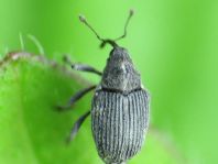 Rüsselkäfer, Curculionidae
