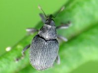 Rüsselkäfer, Curculionidae