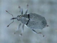 Rüsselkäfer, Curculionidae
