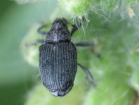 Rüsselkäfer, Curculionidae