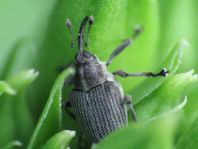 Rüsselkäfer, Curculionidae