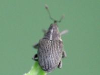 Rüsselkäfer, Curculionidae