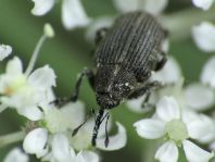 Rüsselkäfer, Curculionidae