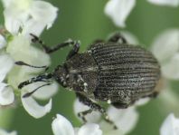 Rüsselkäfer, Curculionidae