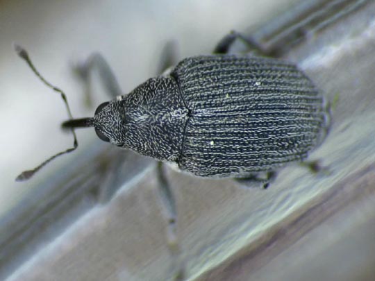 Rüsselkäfer, Curculionidae