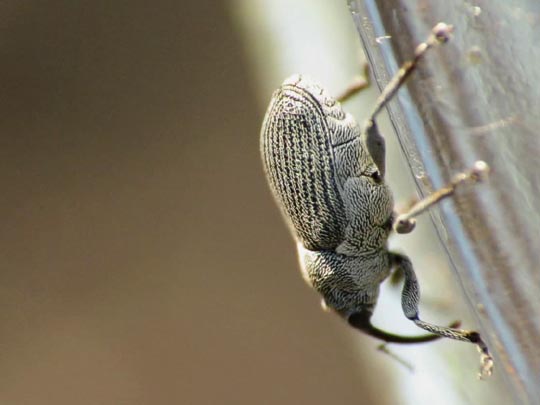 Rüsselkäfer, Curculionidae