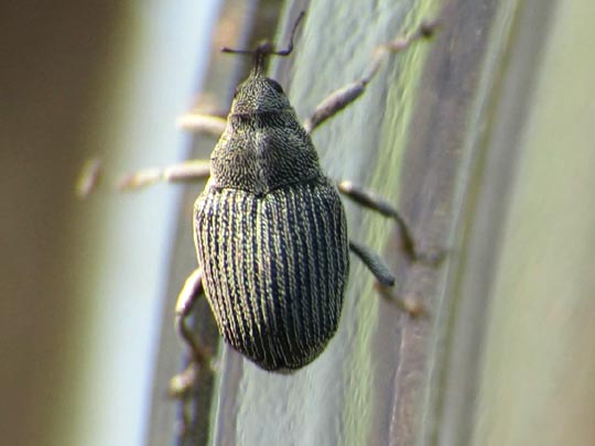 Rüsselkäfer, Curculionidae