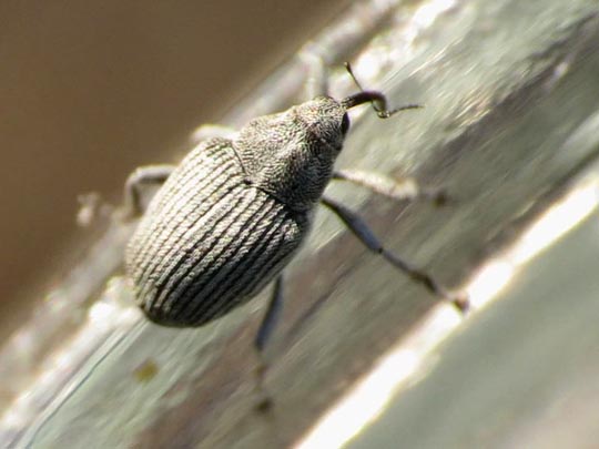 Rüsselkäfer, Curculionidae