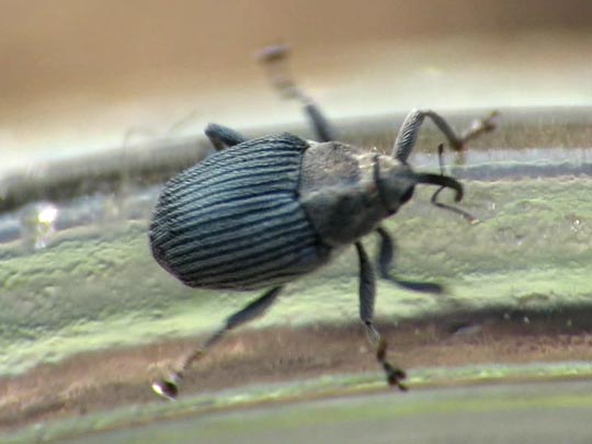 Rüsselkäfer, Curculionidae