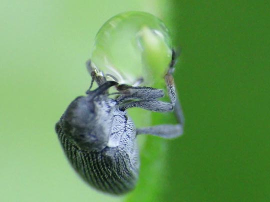 Rüsselkäfer, Curculionidae