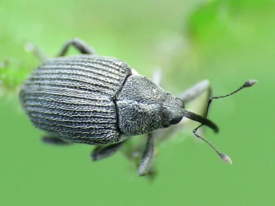 Rüsselkäfer, Curculionidae