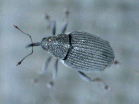 Rüsselkäfer, Curculionidae