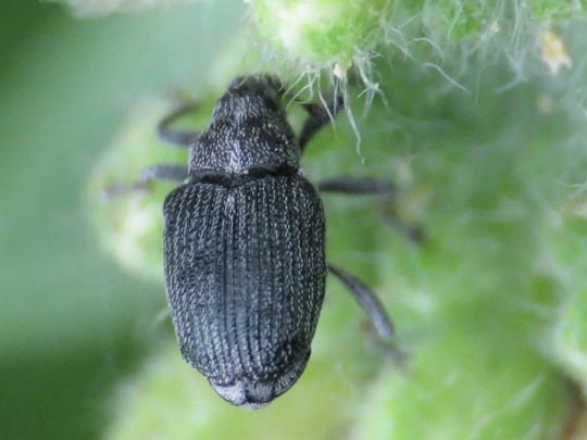Rüsselkäfer, Curculionidae