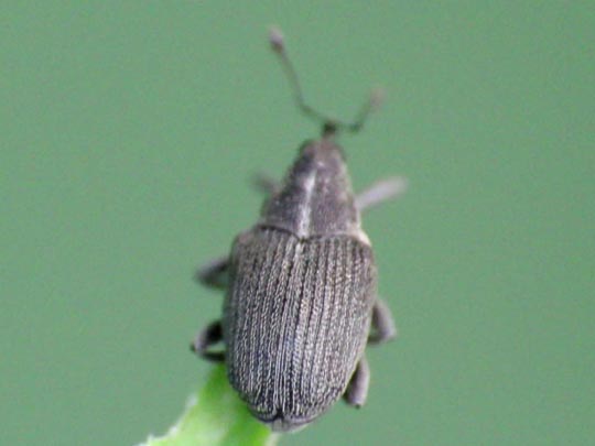 Rüsselkäfer, Curculionidae