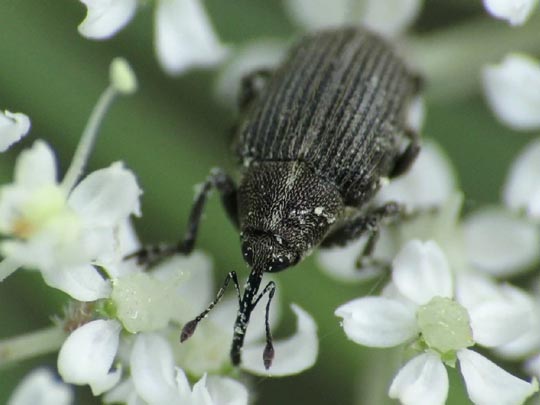 Rüsselkäfer, Curculionidae
