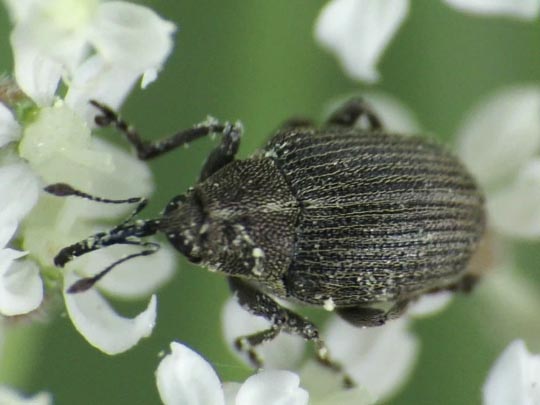 Rüsselkäfer, Curculionidae